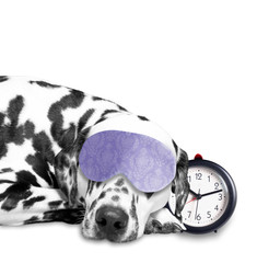 Dog sleeping next to an alarm clock - 103600212