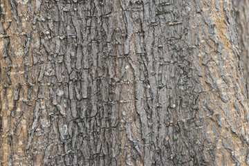 bark of tree, close up