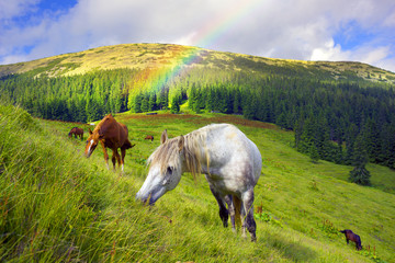 Fototapeta premium Carpathian mustangs in Gorgany