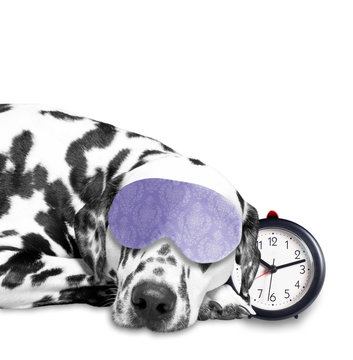 Dog Sleeping Next To An Alarm Clock