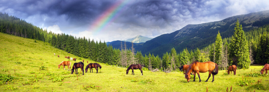 Carpathian Mustangs In Gorgany