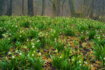  beautiful flowers primroses