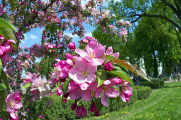 Delicate Sakura color