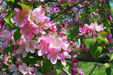 Delicate Sakura color
