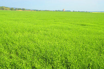 Fresh green field