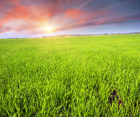 Fresh green field