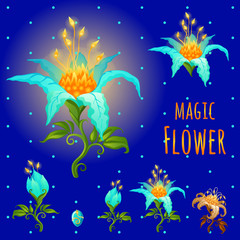 Fototapeta na wymiar Blue glowing magic flowers, stages of flowering