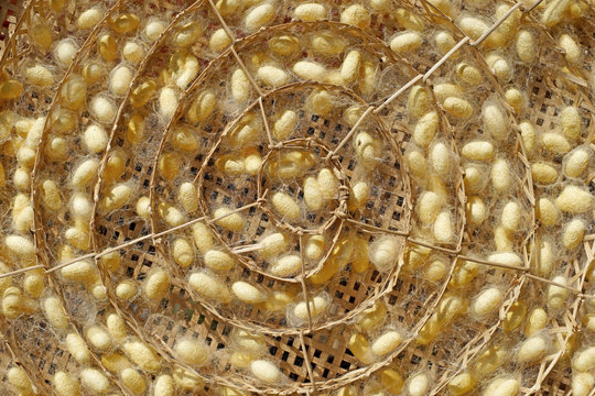chrysalis yellow silkworm cocoons in nests