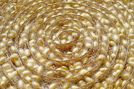 chrysalis yellow silkworm cocoons in nests