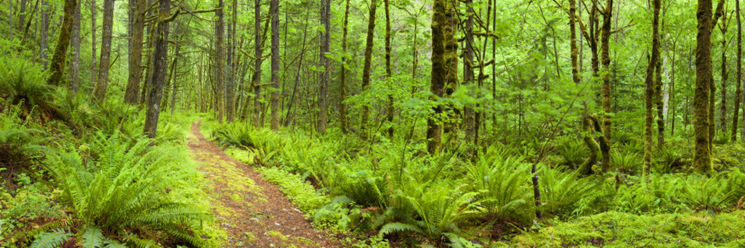 Fototapeta Path through lush rainforest, Columbia River Gorge, Oregon, USA