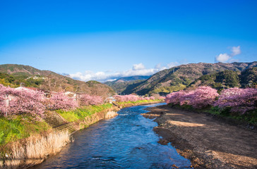 満開の河津桜　静岡県河津町