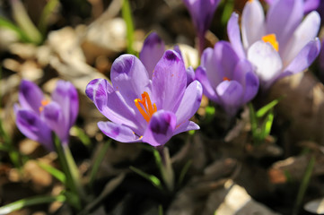 Crocus vernus