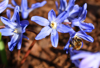 Honigbiene sammelt Nektar auf Blüte des Blausterns im Frühling © rockket