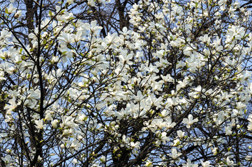 Spring tree in flowers, magnolia