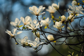 Spring tree in flowers, magnolia