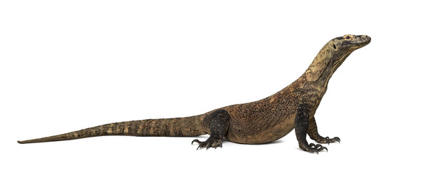 Fototapeta premium Komodo Dragon isolated on white