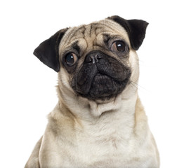 Close up of a Pug isolated on white