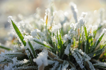 Winter grass under frost and snow
