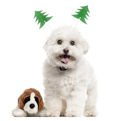 Bichon Frisé with christmas decoration, isolated on white