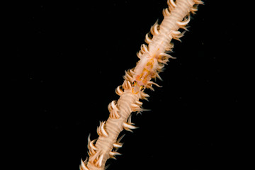 Wire Coral Goby in Okinawa,JAPAN