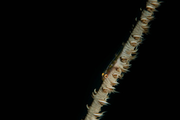 Wire Coral Goby in Okinawa,JAPAN