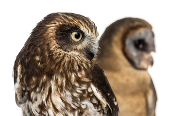 Close-up of a Southern boobook (Ninox boobook) and an Ashy-faced