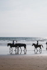 Fototapeta na wymiar horses in the beach