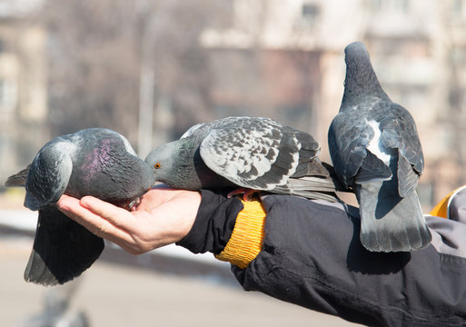 Pigeons on the hand