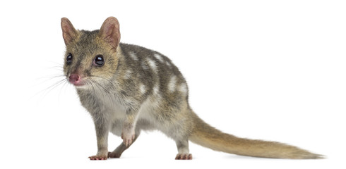 Quoll isolated on white