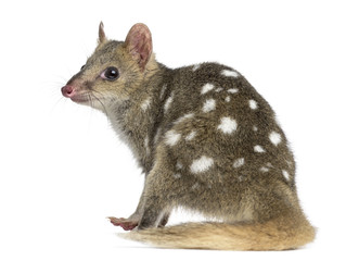 Back view of a Quoll sitting, isolated on white