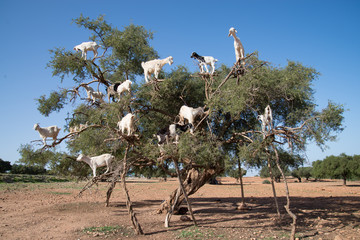 Goats in Trees - Powered by Adobe