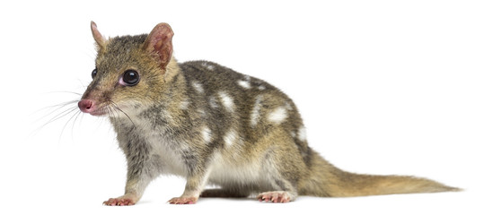 Quoll isolated on white
