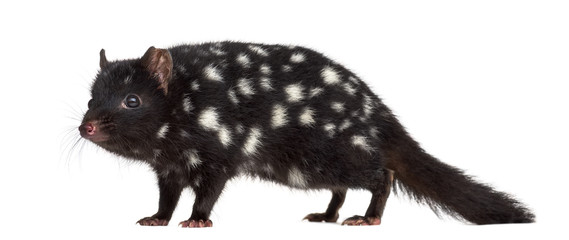 Quoll isolated on white