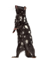 Quoll on his hind legs, isolated on white