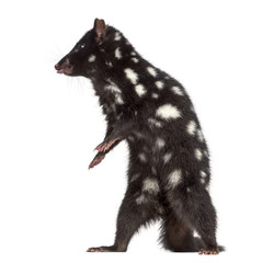 Obraz premium Quoll sticking the tongue out, isolated on white