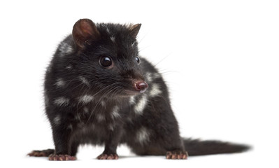 Quoll isolated on white