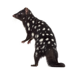 back view of a Quoll isolated on white