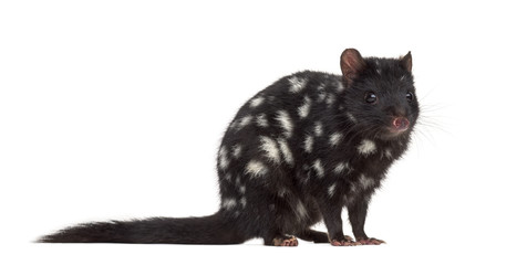 Quoll isolated on white © Eric Isselée