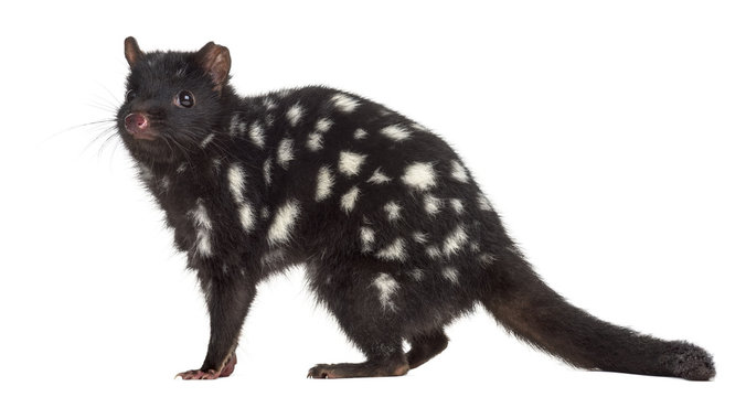 Quoll looking at the camera, isolated on white