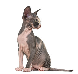 Sphynx kitten sitting and looking away, isolated on white