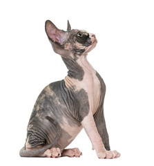 Sphynx kitten sitting and looking up, isolated on white