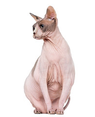 Fat and pregnant Sphynx sitting, isolated on white