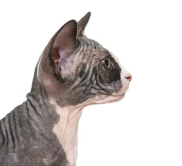 Close up of a Sphynx kitten profile, isolated on white