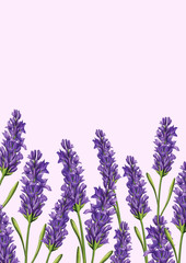lavender composition background