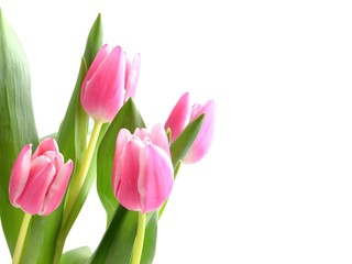 Obraz premium Tulpen