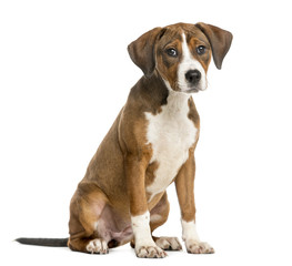 Crossbreed puppy sitting in front of a white background