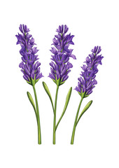 lavender flower