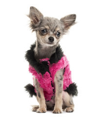 Chihuahua dressed in front of a white background