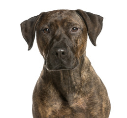 Close-up of a Crossbreed dog in front of a white background