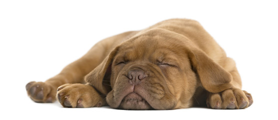 Dogue de Bordeaux puppy lying and sleeping